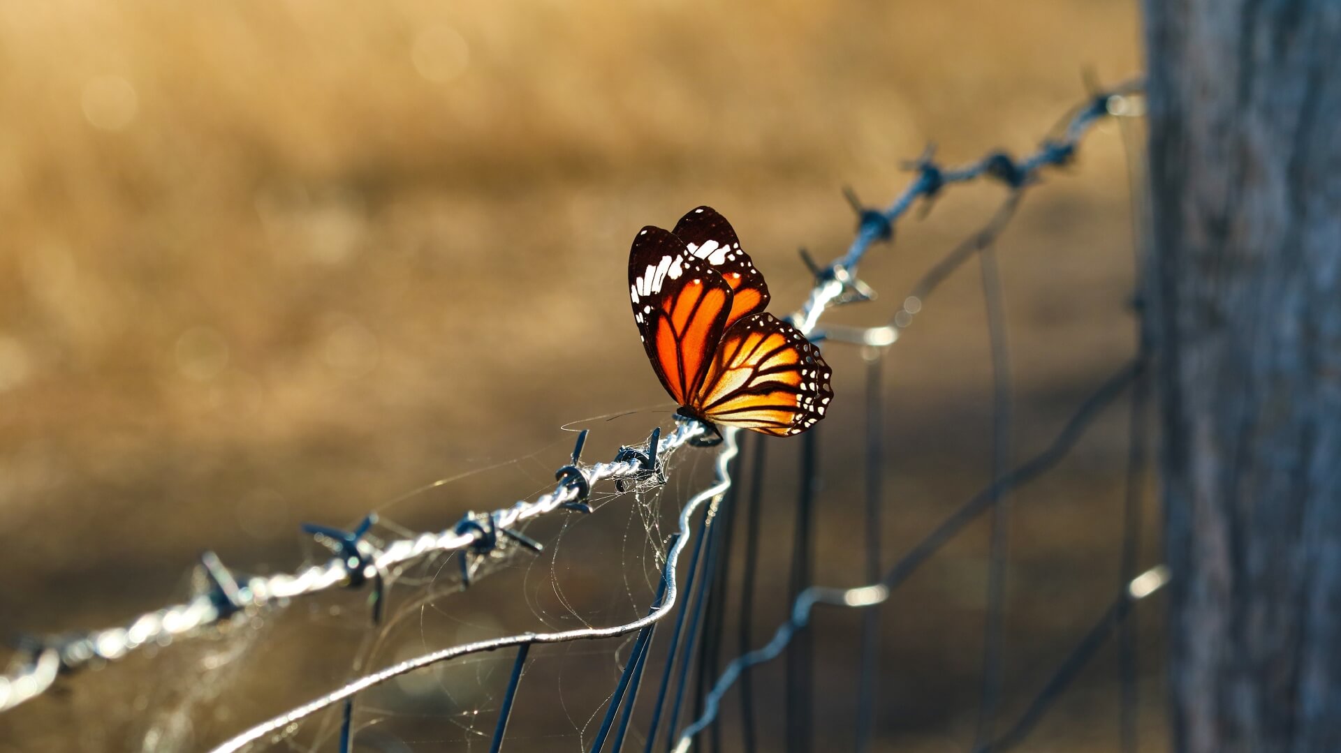 פרפר צבעוני על גדר תיל